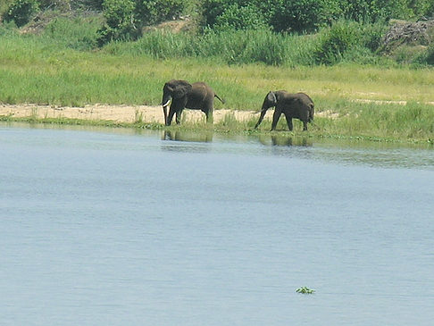 Elefanten am Wasser - Limpopo