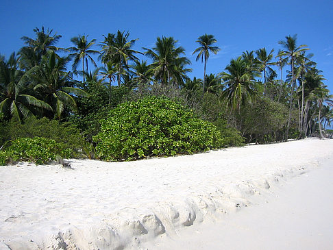 Foto Pflanzen am Strand