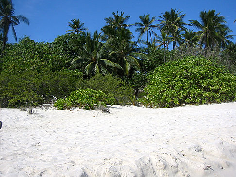 Fotos Pflanzen am Strand