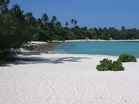 Pflanzen am Strand - Malediven